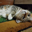 Котя Бегемотя