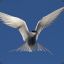 Teh Arctic Tern