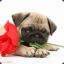 Pugs N Roses