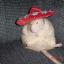 FAT RAT WITH HAT