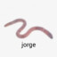 Jorge