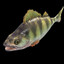 Perch