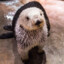 stupy