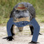 Aleejator's avatar