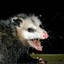 Opossum