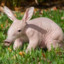 CoolAardvark