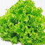 LiLlettuce