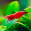 Shrimp