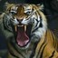 Bengališkas Tigras