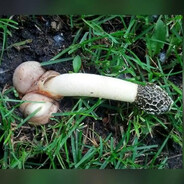 пенисоедка белая