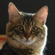 Nicolas avatar