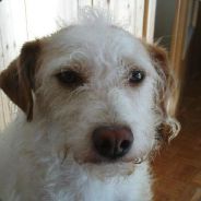 Cykoop avatar