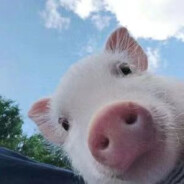 晴天小猪 O.o ？