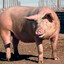 chancho