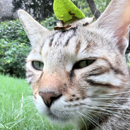 喵桑就是喵