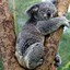 RudeKoala