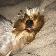 sparki - steam id 76561199654256923