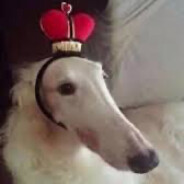 Welldog_