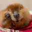 Mozl The Beaver