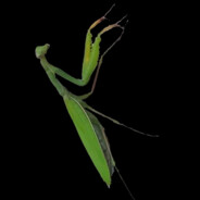 Lejunior avatar