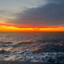 Sea wolf