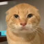 圆头猫爹