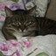 Andrey
