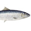 sardine