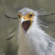 АнТоШиК_БеС