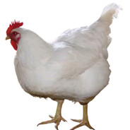 chicken