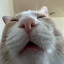 slepe kat