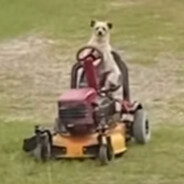 dog cutting grass 2023.