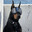 DOGBLACK