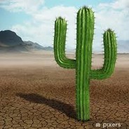 Cactus