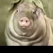 仆街200斤肥佬是头猪