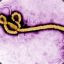 Ebola