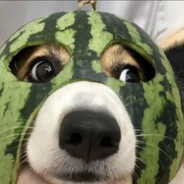 框出宇宙大帅哥西瓜狗