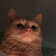 Surpoids Chat