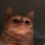 Surpoids Chat
