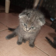 девственница - steam id 76561199481171975