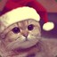 Christmas Cat ._.