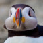 PuffinTuff