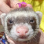 A real ferret