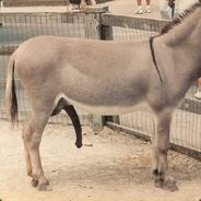 Donkey Schlong