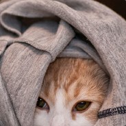 杨教兽的电鸡治疗