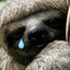 SadSloth