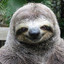sloth011