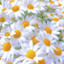 小雏菊❀