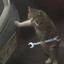 cat