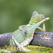 LeafyGreens